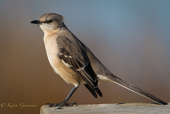 Northern Mockingbird