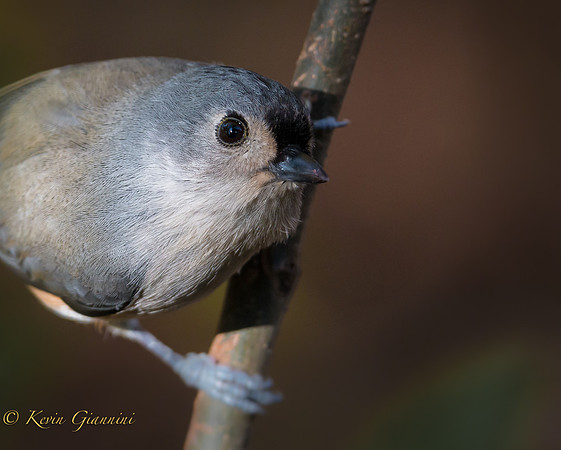 Tufted Titmouse