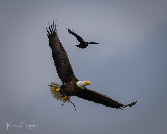 Bald Eagle