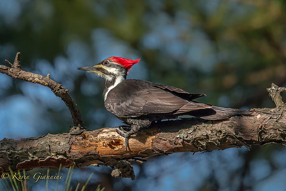 Pileated Woodpecker