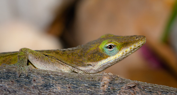 Anole