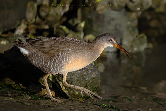 Clapper Rail
