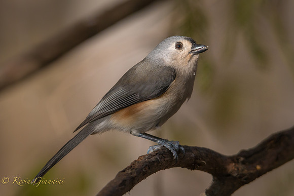 Tufted Titmouse