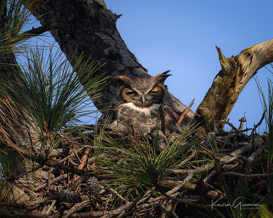 Great Horned Owl