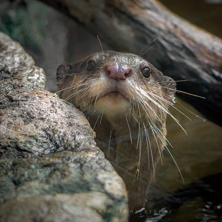 Asian Small-clawed Otter