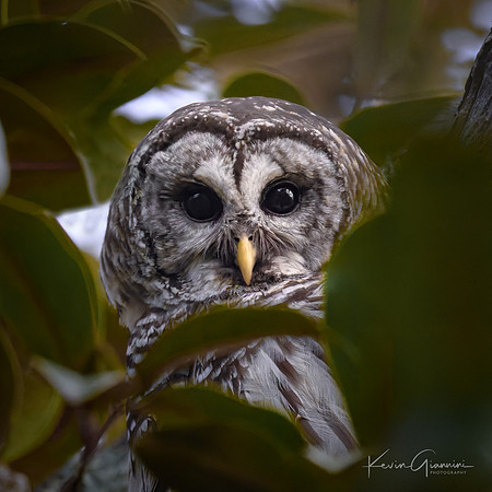 Barred Owl
