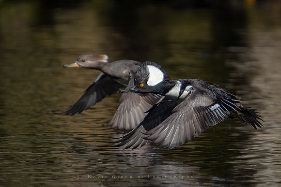 Hooded Merganser(s)