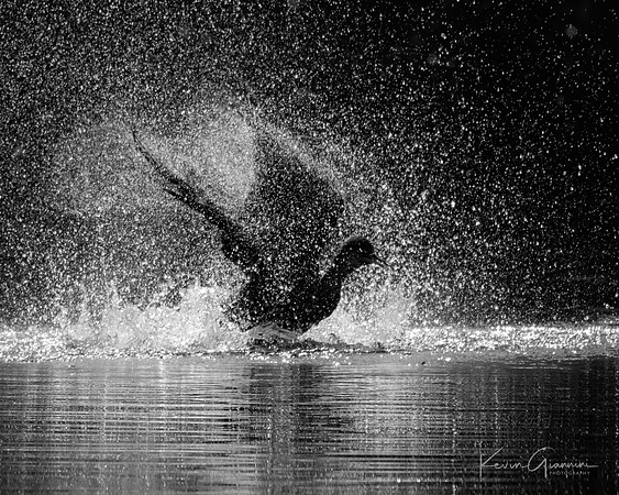 Cormorant