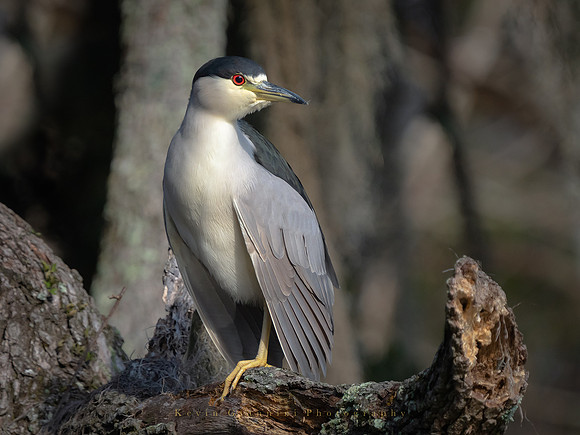 Black-crowned Night Heron
