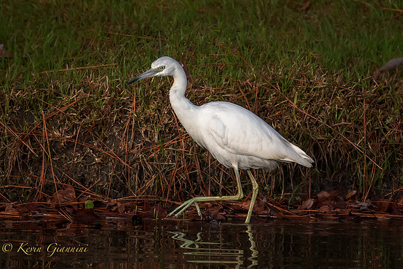 Juvenile Little Blue Heron