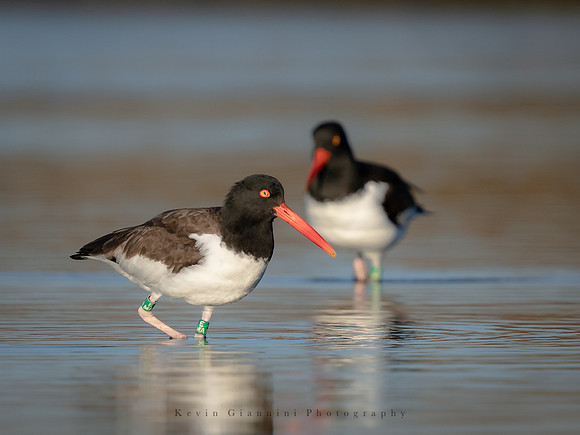 American Oystercatcher
