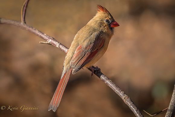 Female Northern Cardinal