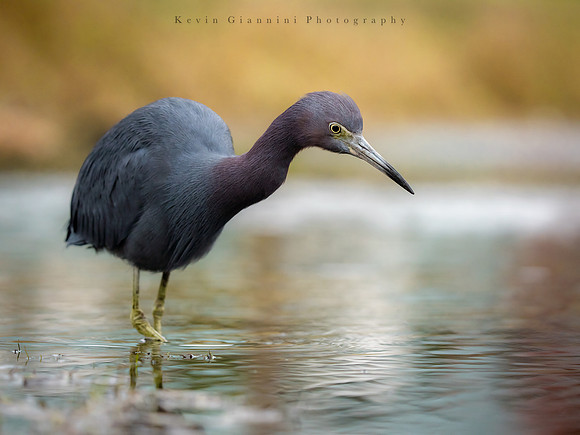 Little Blue Heron