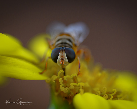 Bee
