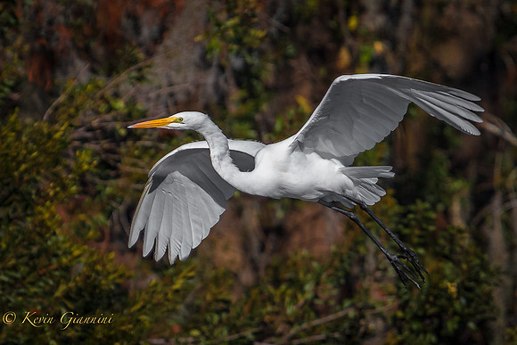 Great Egret in flight