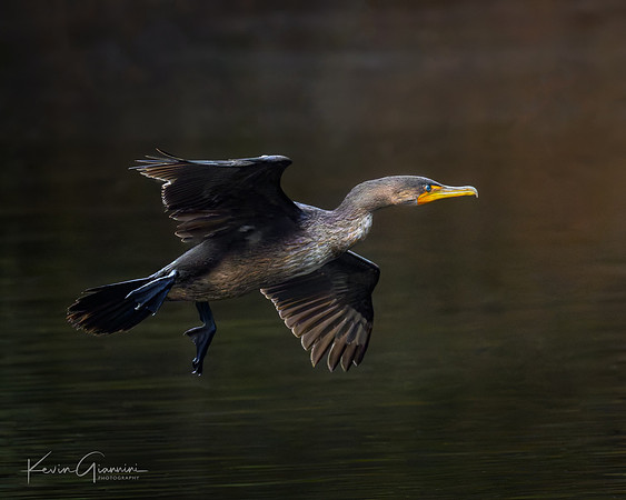 Cormorant