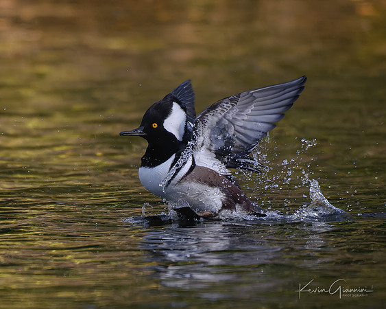 Hooded Merganser