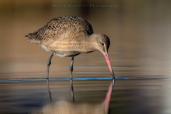 Marbled Godwit