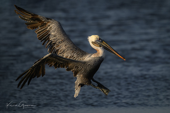 Brown Pelican