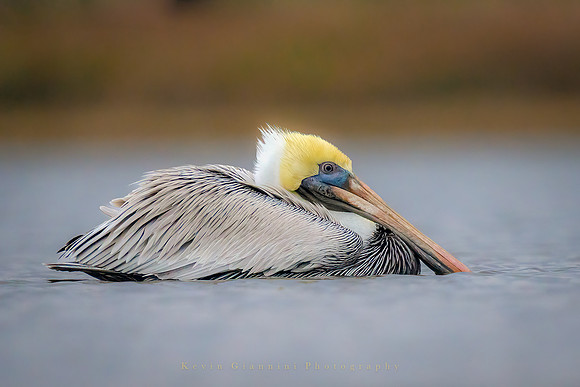 Brown Pelican
