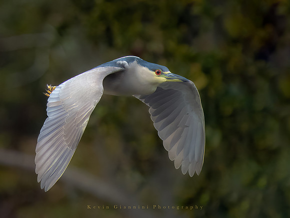 Black-crowned Night Heron