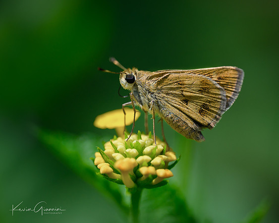 Fiery Skipper