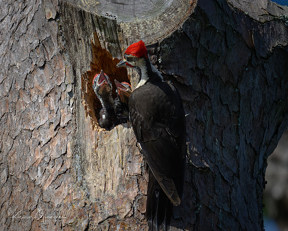 Pileated Woodpecker and young