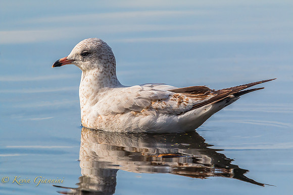 Ring billed gull