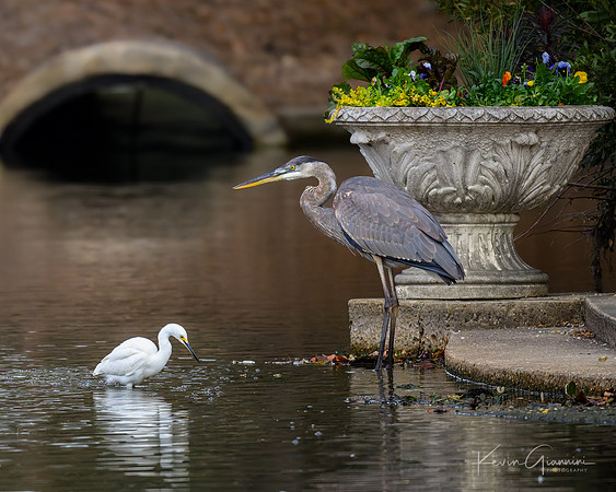 Snowy Egret and GBH