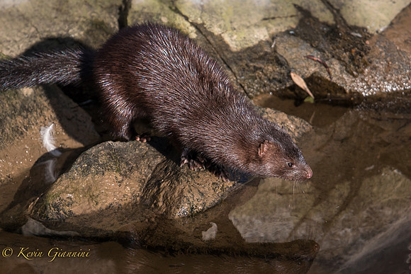 Mink
