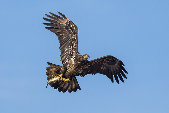 Juvenile Bald Eagle with Fish - 2