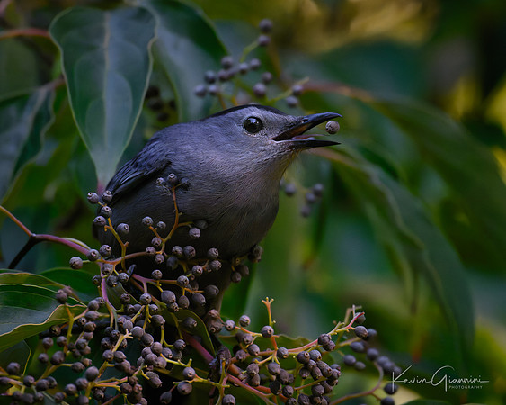 Gray Catbird