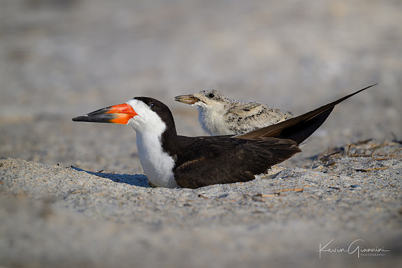 Black Skimmer and chick