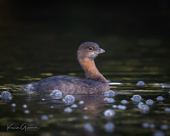 Pied-billed Grebe