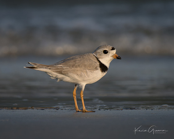 Piping Plover
