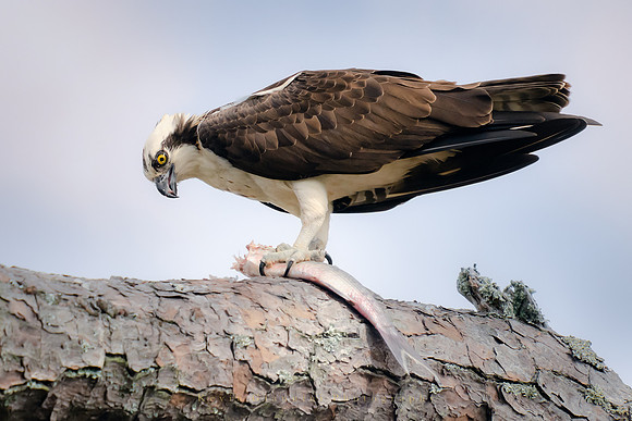 Osprey