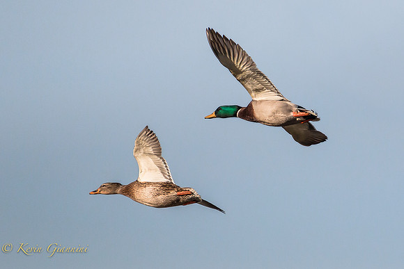 Mallard Couple