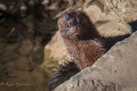 Young Mink