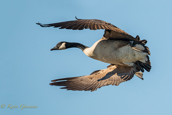 Canada Goose in flight