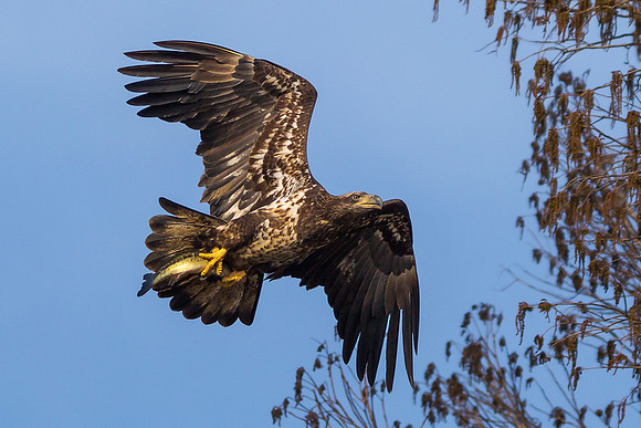 Juvenile Bald Eagle with Fish - 4