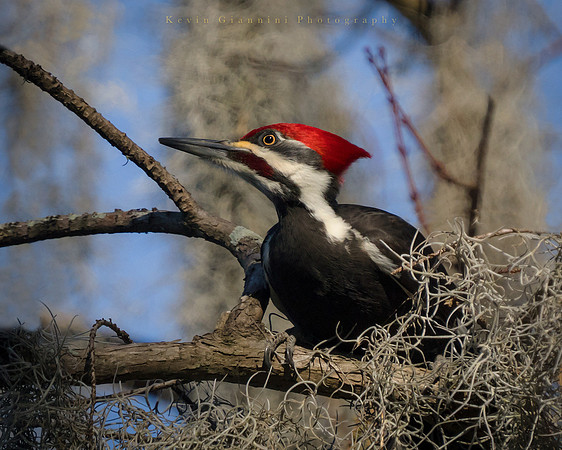 Pileated Woodpecker