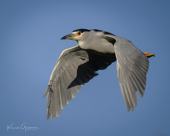 Black-crowned Night Heron