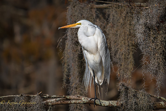 Great Egret