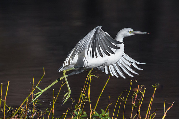Juvenile Little Blue Heron- Take off!