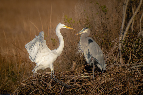 Great Egret and a GBH